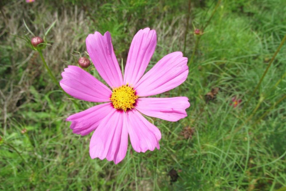 夏の花ぞの苑開花情報を公開しました 新着情報 岡崎おでかけナビ 岡崎市観光協会公式サイト