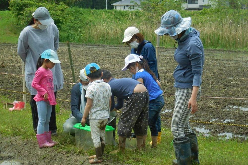 子供たちはカエル探しに夢中！！