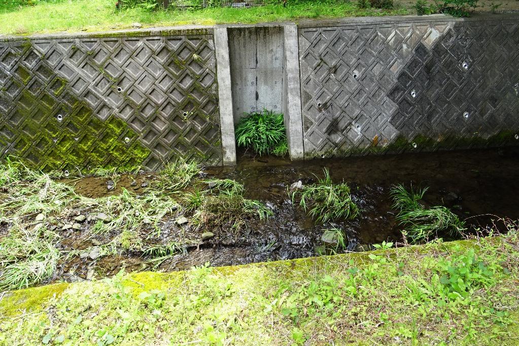 よく観察してみます！水量が多く見えにくいです。