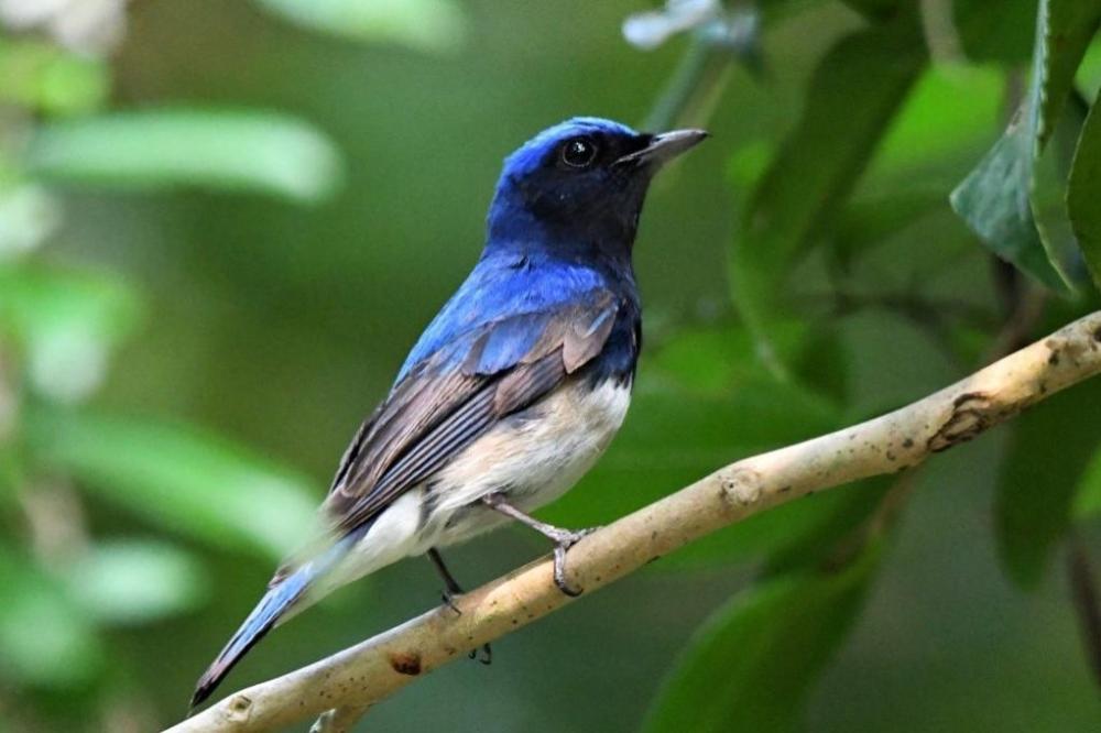 オオルリ(夏鳥、6月)