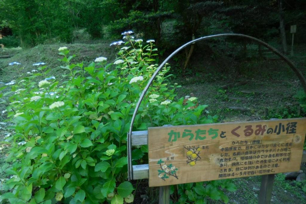 からたちとくるみの小路（看板裏にガクアジサイ咲いてます）