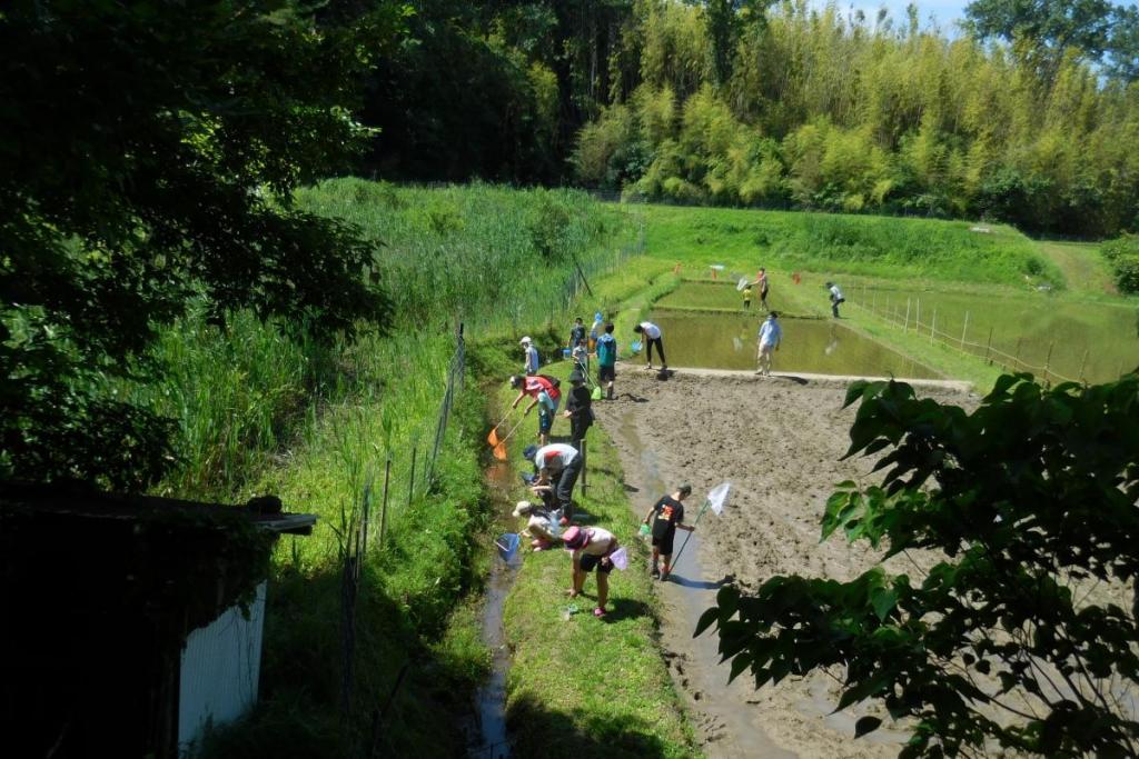 田んぼの周りで生き物探し開始！！