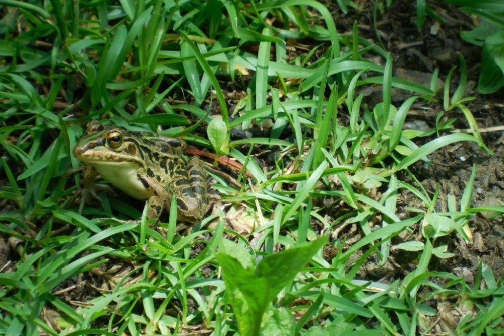 今、トノサマガエルにぎやかです