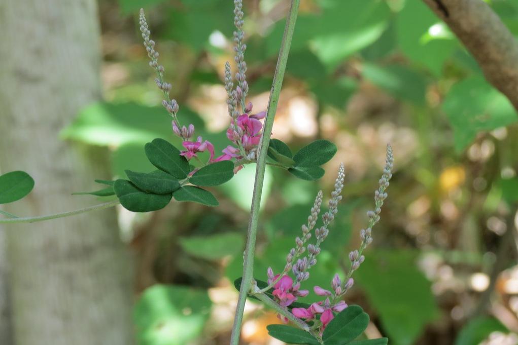 コマツナギ花(7～9月、管理道路脇など)