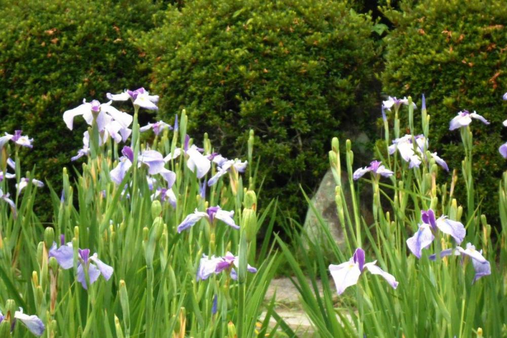 名残の花は、けなげ感がつのります・・