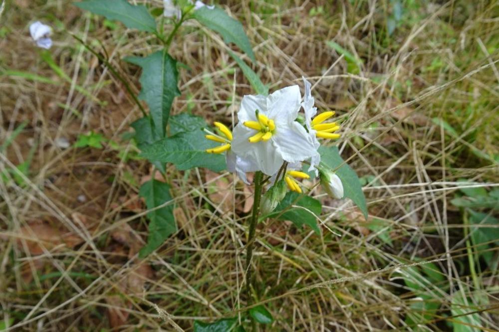 ナスに花に似ています