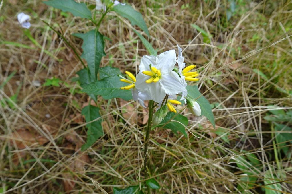 ナスに花に似ています