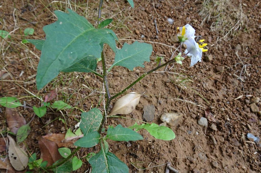 ミツバチも繁殖に協力的