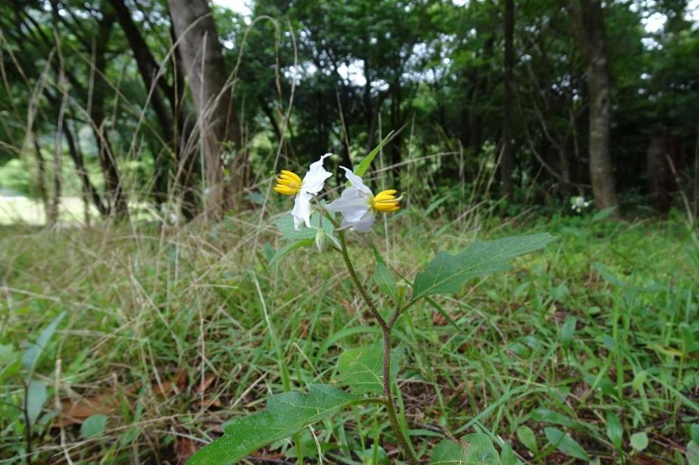 可憐な花です