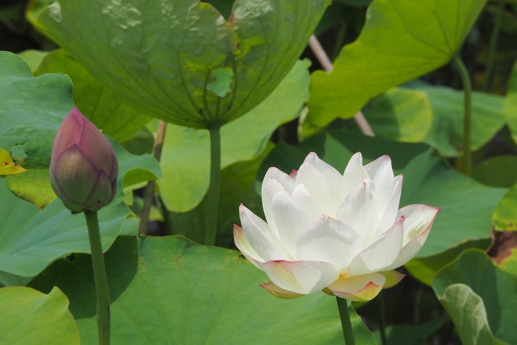 花によっては、見ごろを迎えています。