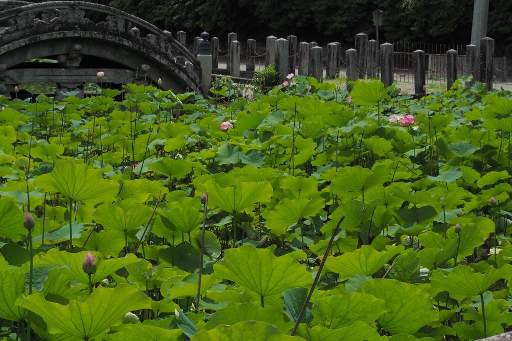 6月22日（火）の様子です。