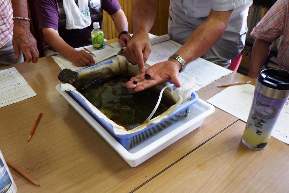 どのような大きさのカワニナを食べるかな？