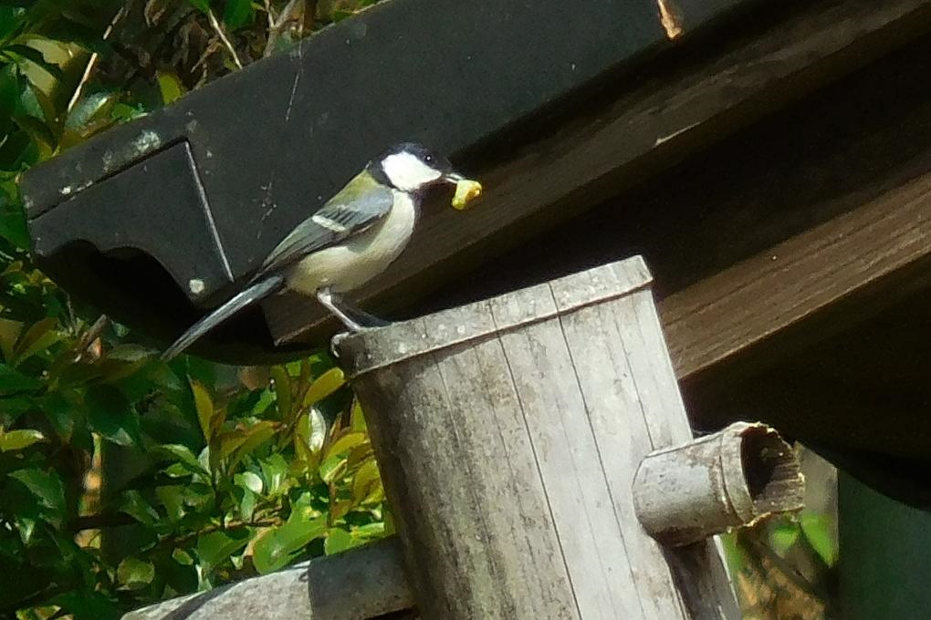 シジュウカラ（留鳥）