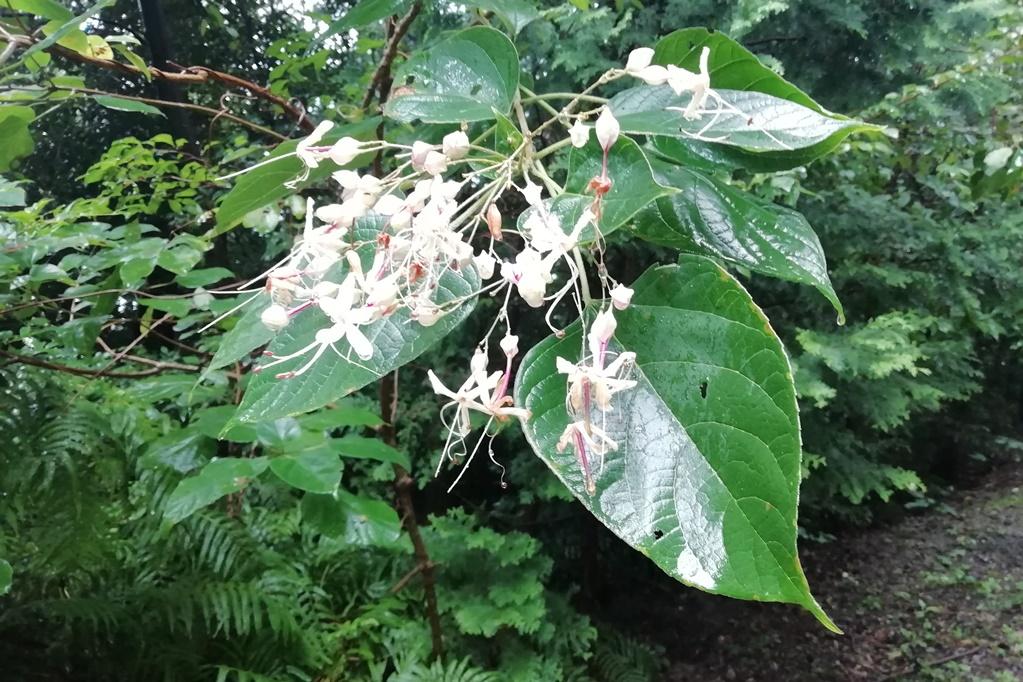 クサギの花（管理道路、周囲が良い香り）