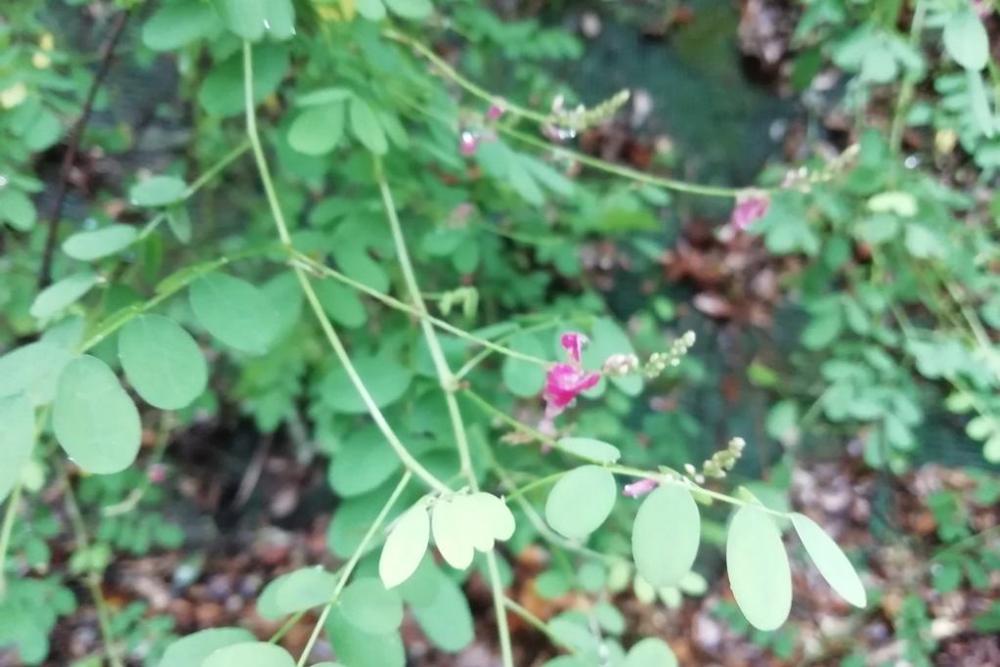 コマツナギの花（管理道路）