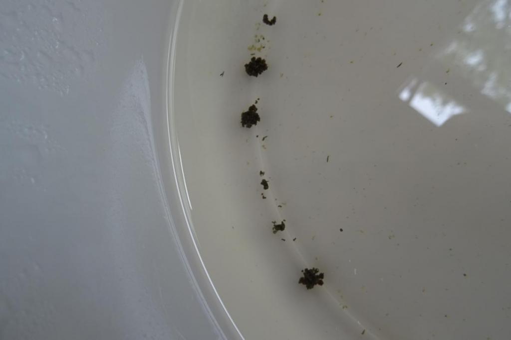 ゴミのように見えるのが孵化幼虫