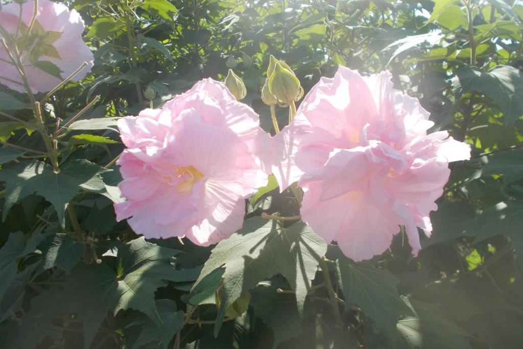 昼の酔芙蓉です