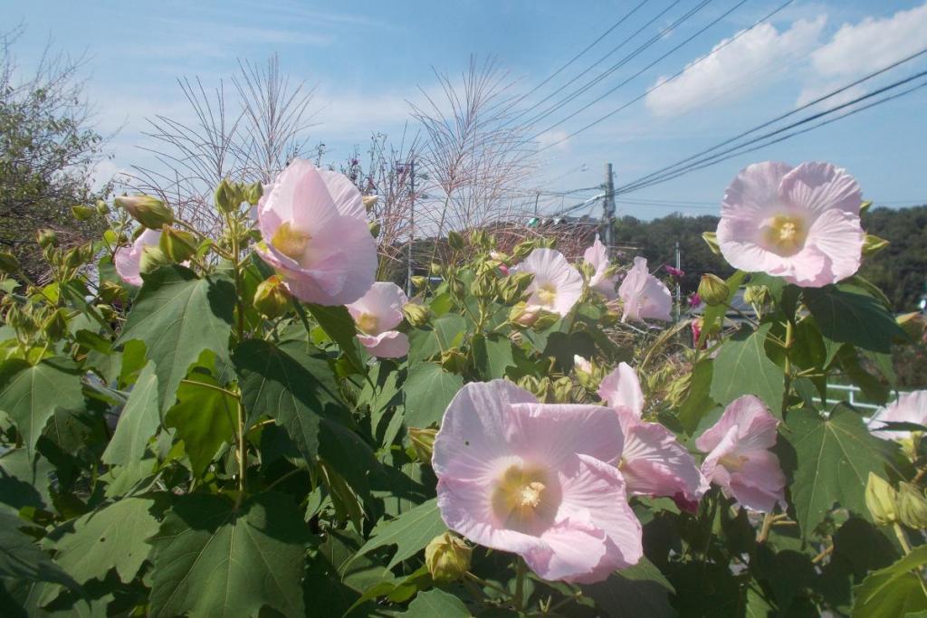 昼の酔芙蓉です