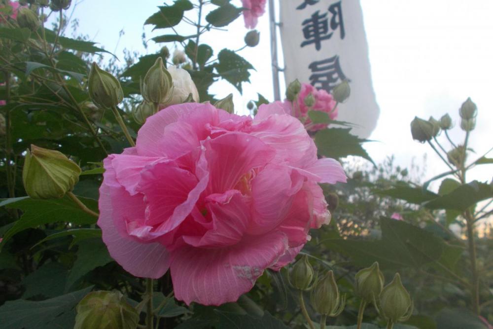 夕方の酔芙蓉です