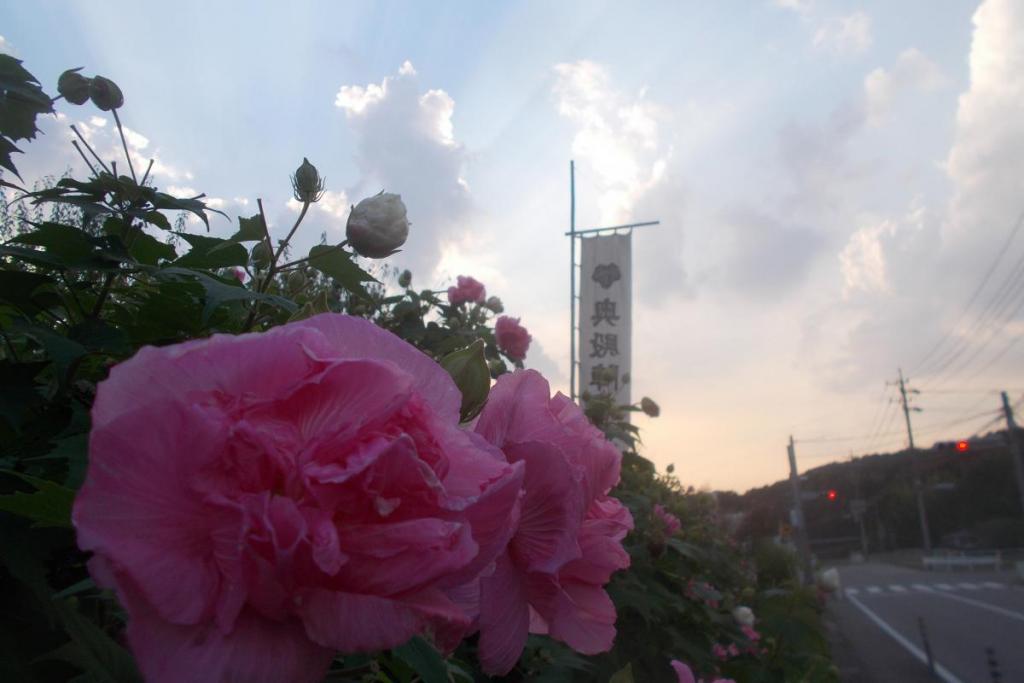 夕方の酔芙蓉です