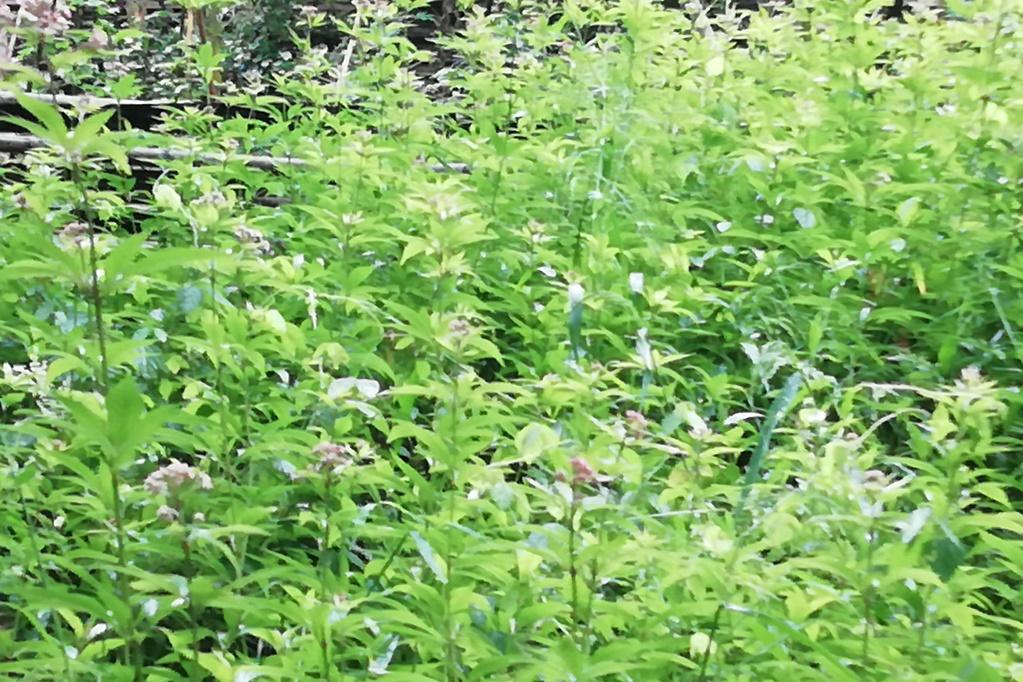 フジバカマ開花(アサギマダラ食草)