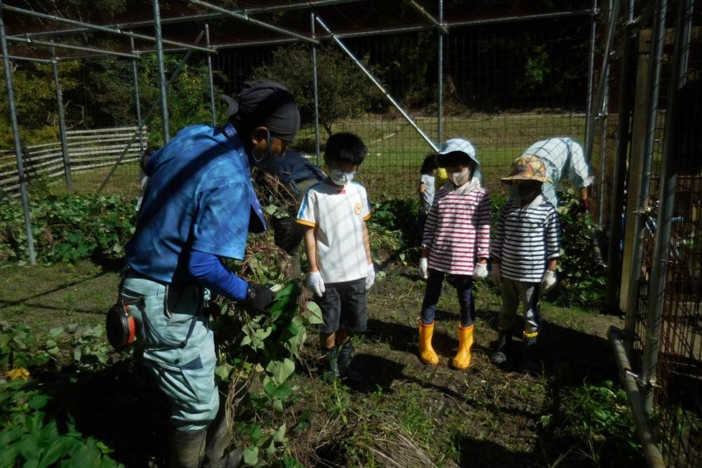 芋掘り前の作業「茎はこうやって切ります」