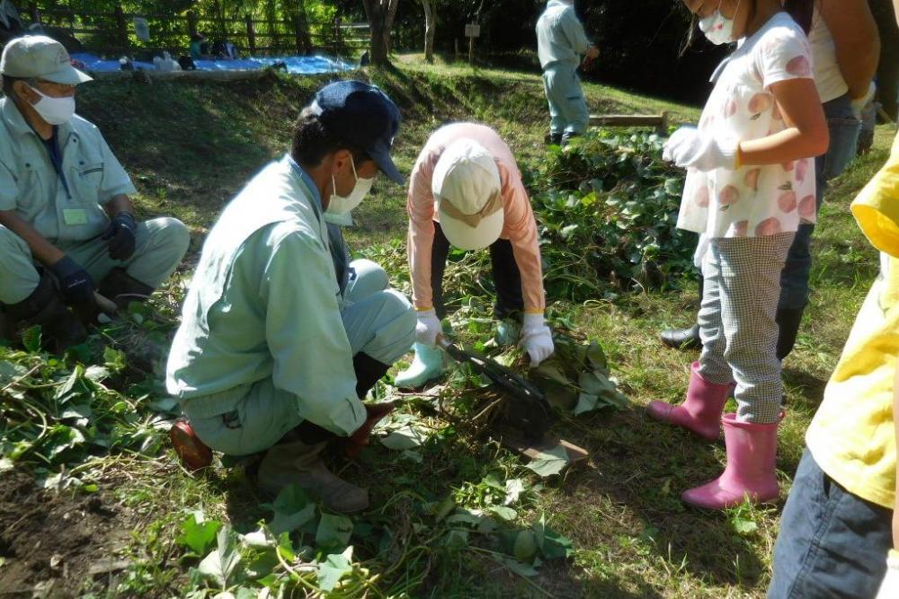 裁断した茎は後ろにあるたい肥場所に積んで再利用されます