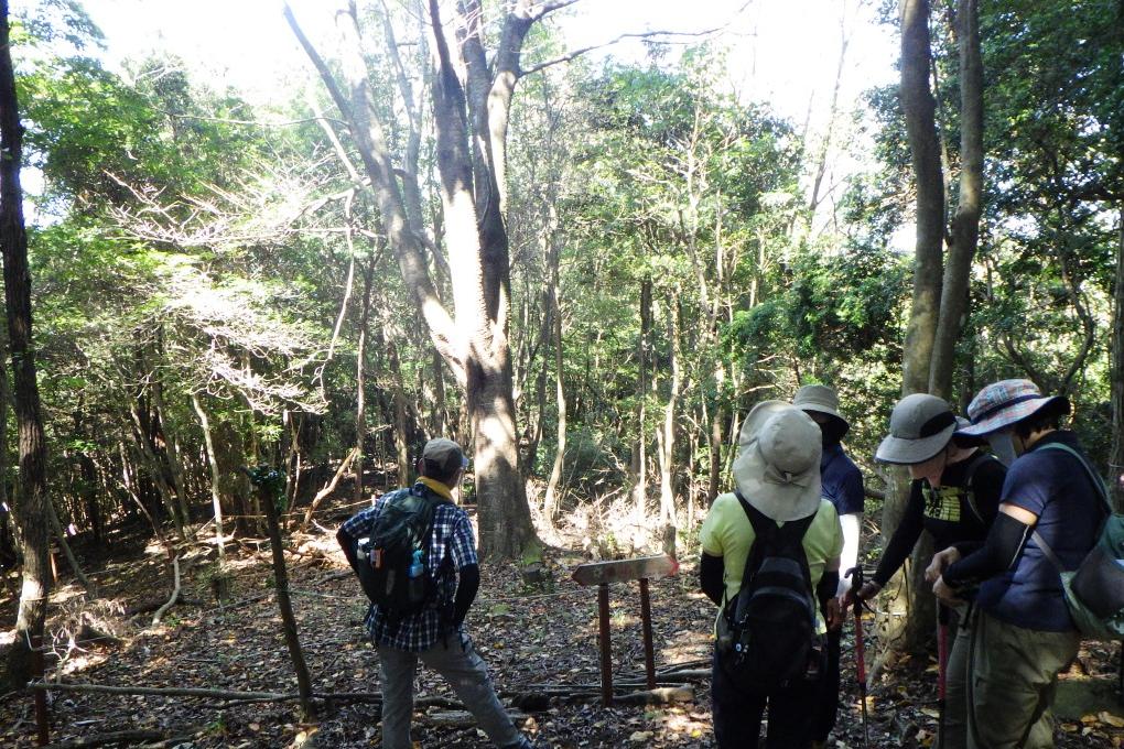 喜桜山に到着。とても立派な桜の木ですね！