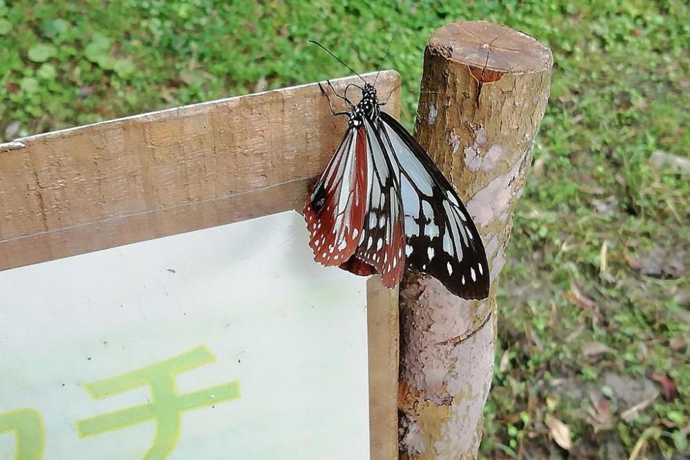 アサギマダラ やっと来ました(10月10日、管理棟)