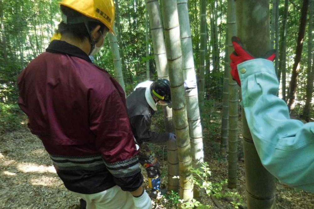 どこに倒すか決めてから反対側をノコギリで切っていきます。