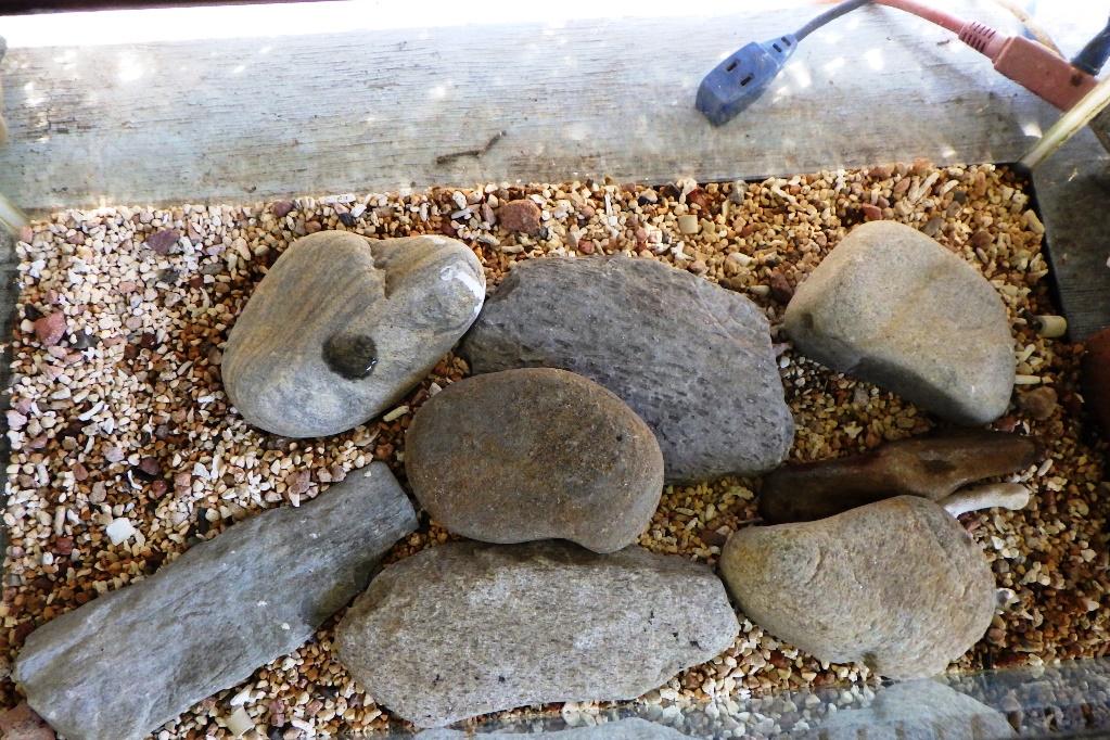 ホタルの幼虫が隠れやすいように石を敷きます