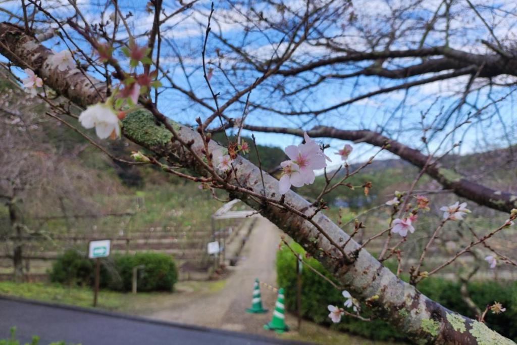 四季桜も楽しめます。