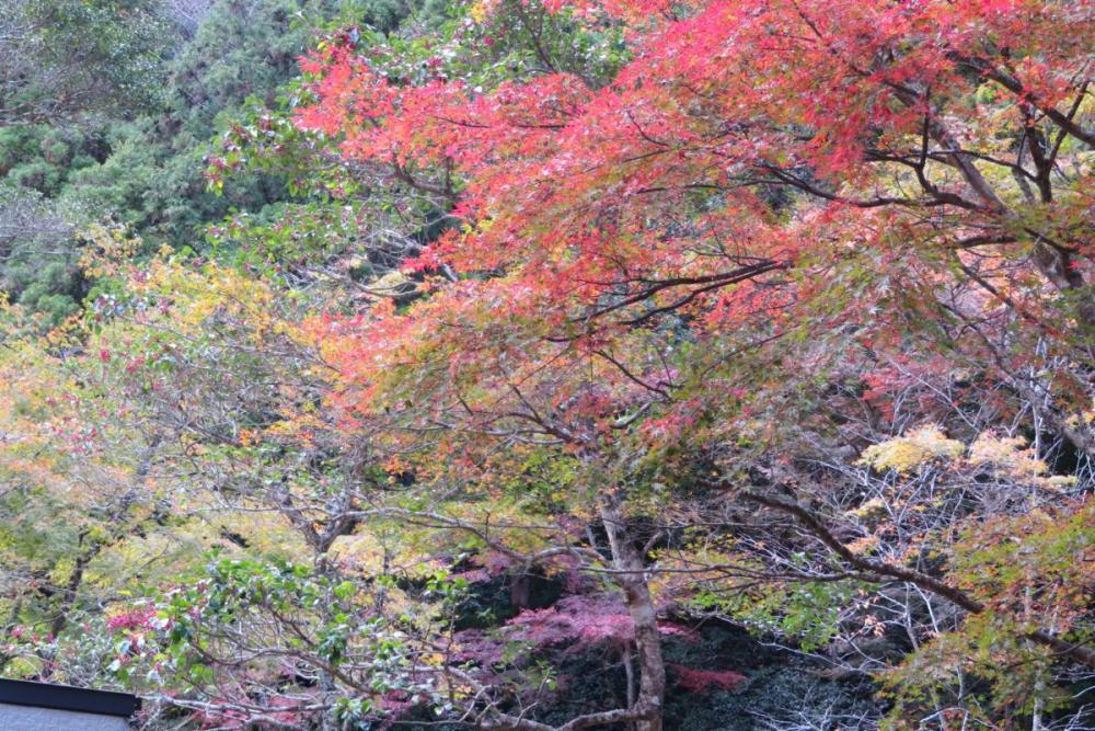 花の木広場