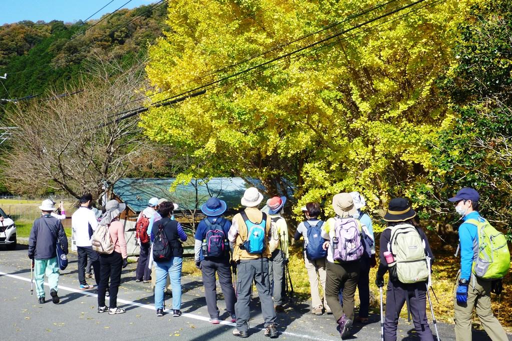 秋を感じるイチョウ。思わず足を止めて見てしまいます。