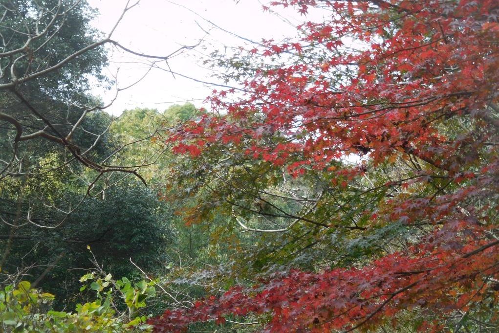 モミジ（管理道路添い、工作等裏紅葉の森など）