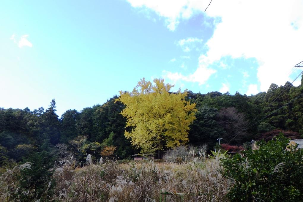 今年も季節の移り変わりを知らせてくれています！