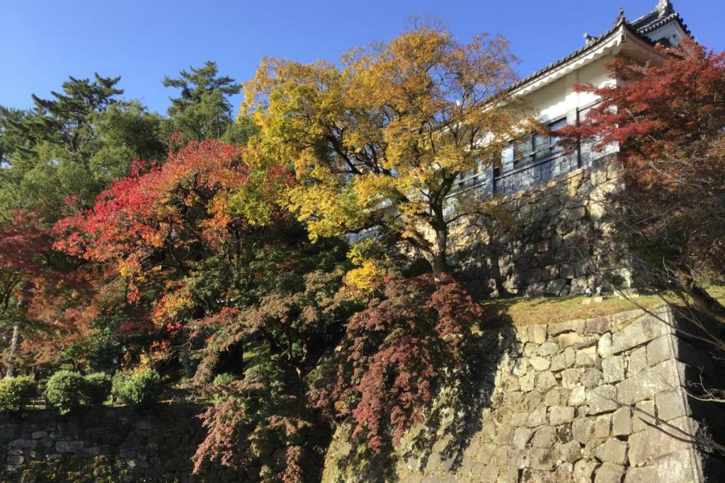 今日から紅葉のライトアップ（ここだけですが）はじまります。