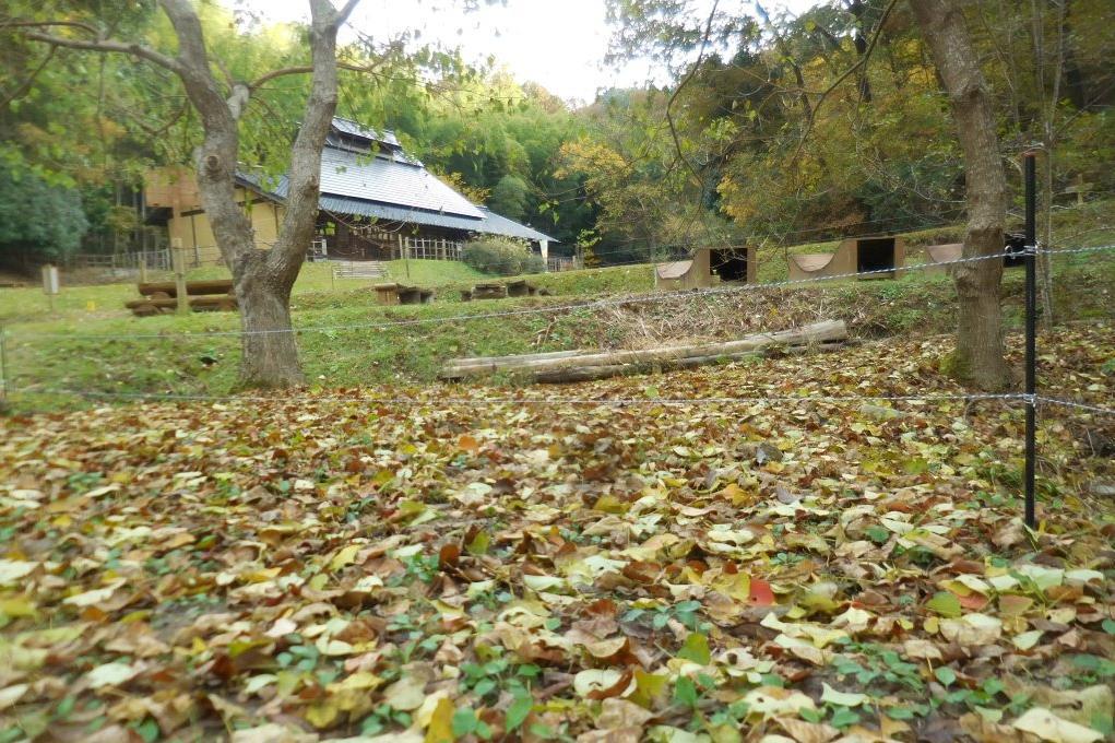 落ち葉のクスノキ広場から見る管理棟