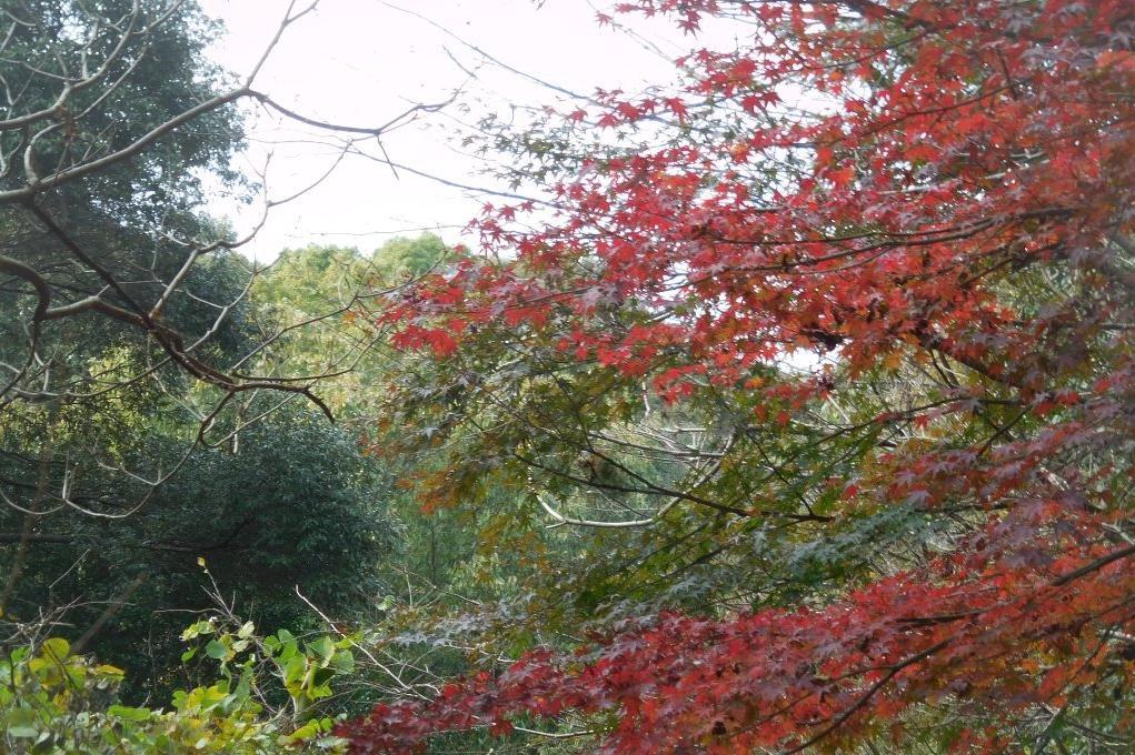 モミジ（管理道路添い、工作等裏紅葉の森など）