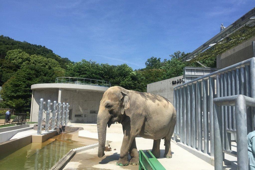 動物園の人気者、アジアゾウのふじ子。