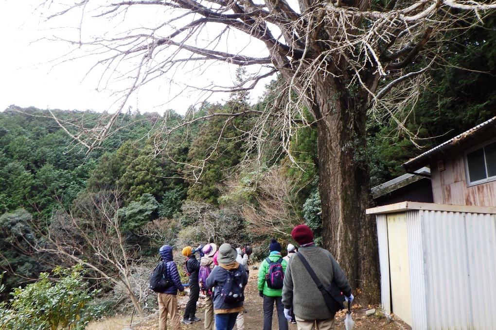 「慈徳院」の大イチョウ。とても立派です。