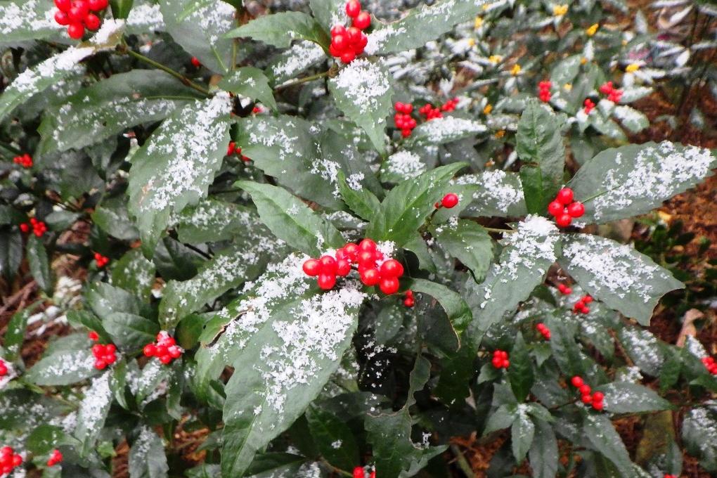 雪が積もった千両がとてもきれいでした！