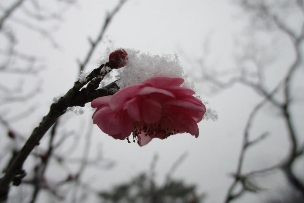 薩摩紅梅アップ