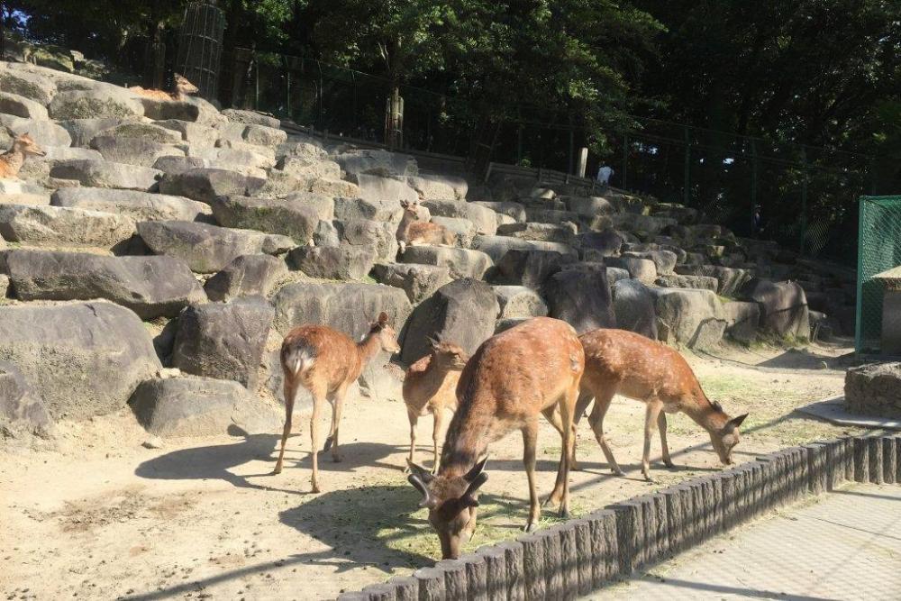 シカ。ぽかぽかして気持ちよさそうです。