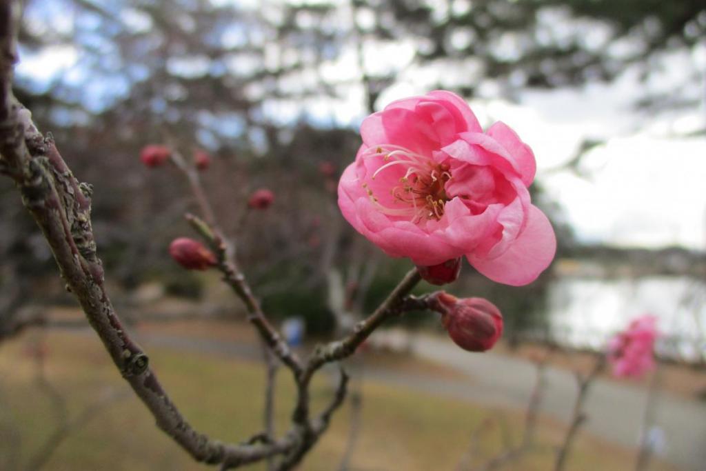 薩摩紅梅　アップ
