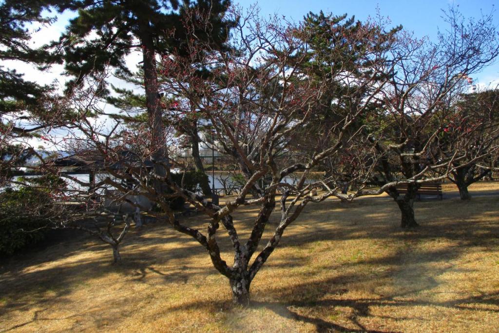寒紅梅　全体