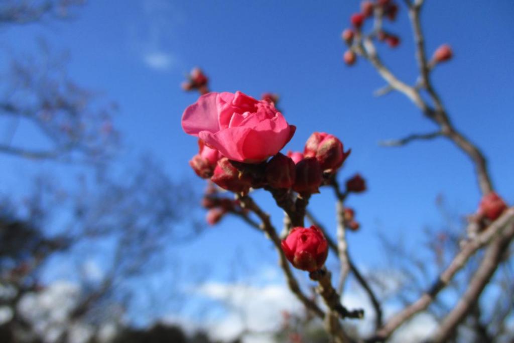 寒紅梅　アップ