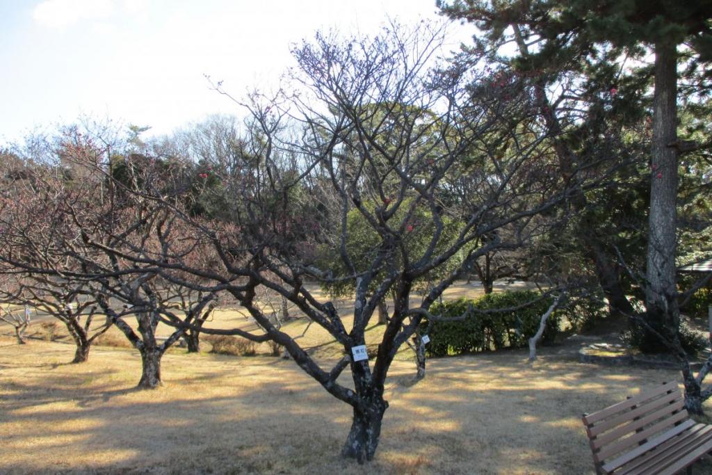 寒紅梅　全体