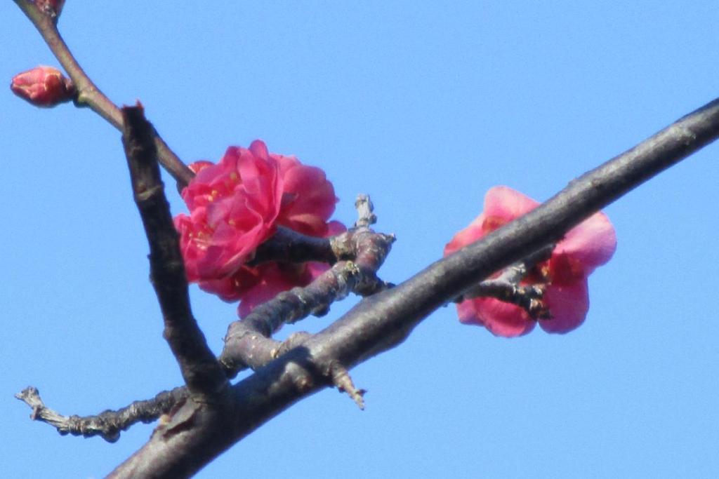 寒紅梅　アップ