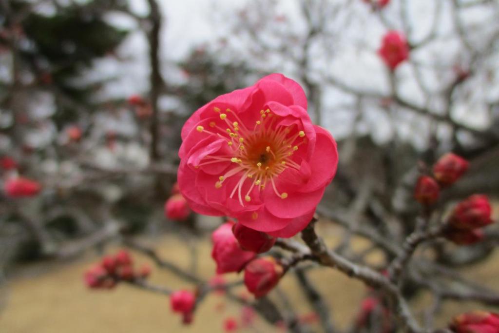 寒紅梅　アップ